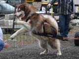 IWPA - Canine Weight Pull