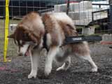 IWPA - Canine Weight Pull
