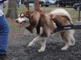 IWPA - Canine Weight Pull