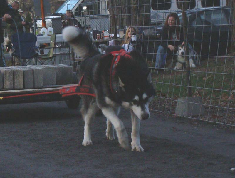 Canine Weight Pull