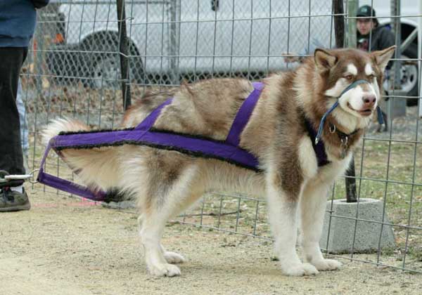 Cinnabar leash free try at pulling