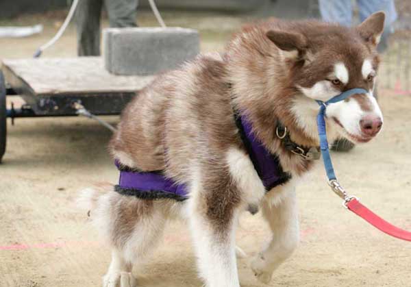 Cinnabar on-leash pulling