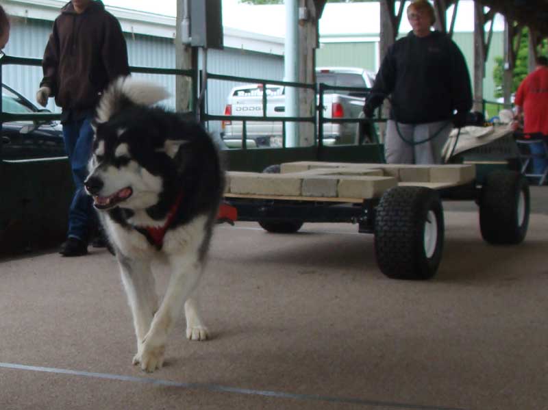 Sebastian UKC Weight Pull