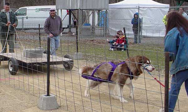Cinnabar on-leash pulling