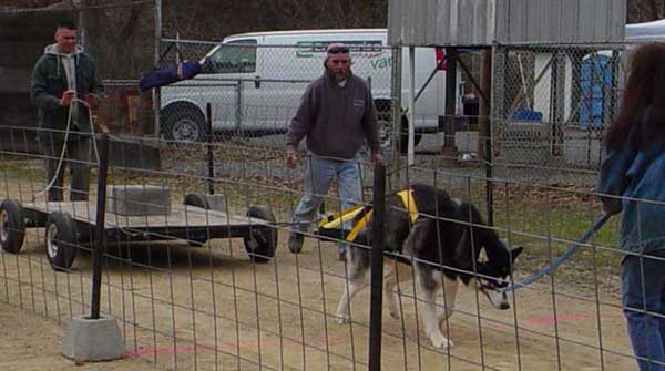 Sebastian on-leash pulling