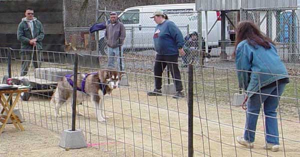 Cinnabar leash free try at pulling