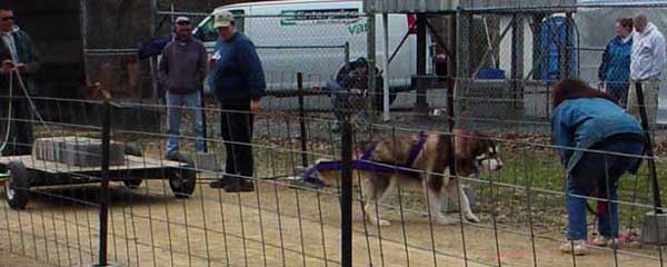 Cinnabar leash free try at pulling