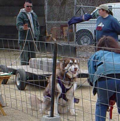 Cinnabar leash free try at pulling