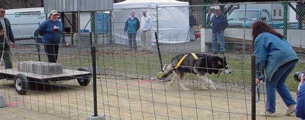 Sebastian leash free pulling