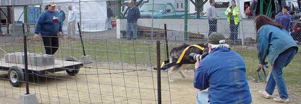Sebastian leash free pulling