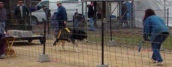 Sebastian leash free pulling
