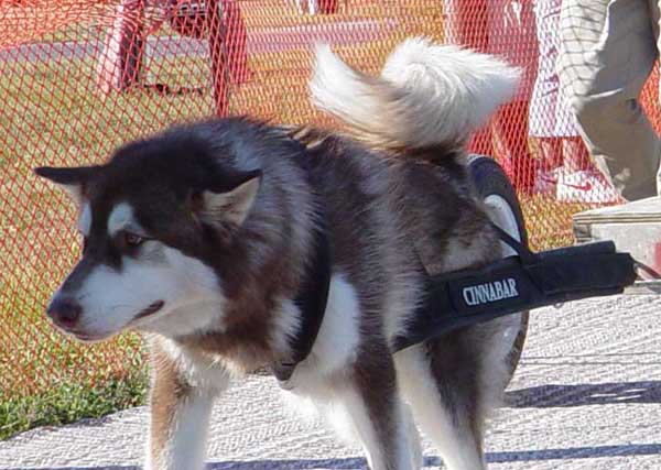 Cinnabar weightpulling