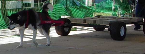 Sebastian weightpulling