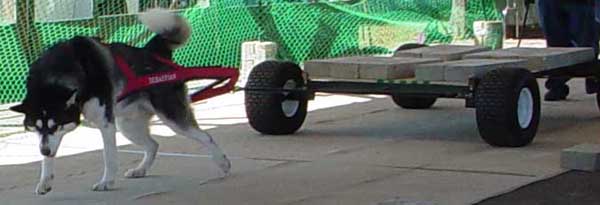 Sebastian weightpulling