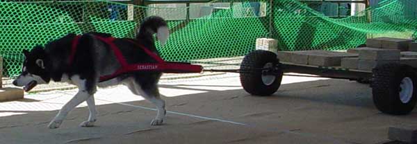 Sebastian weightpulling