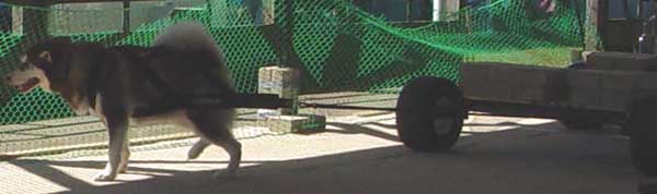 Cinnabar weightpulling