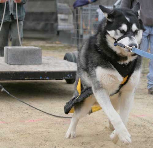 Sebastian on-leash pulling