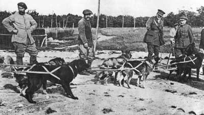 WWI - Alaska sled dogs in France